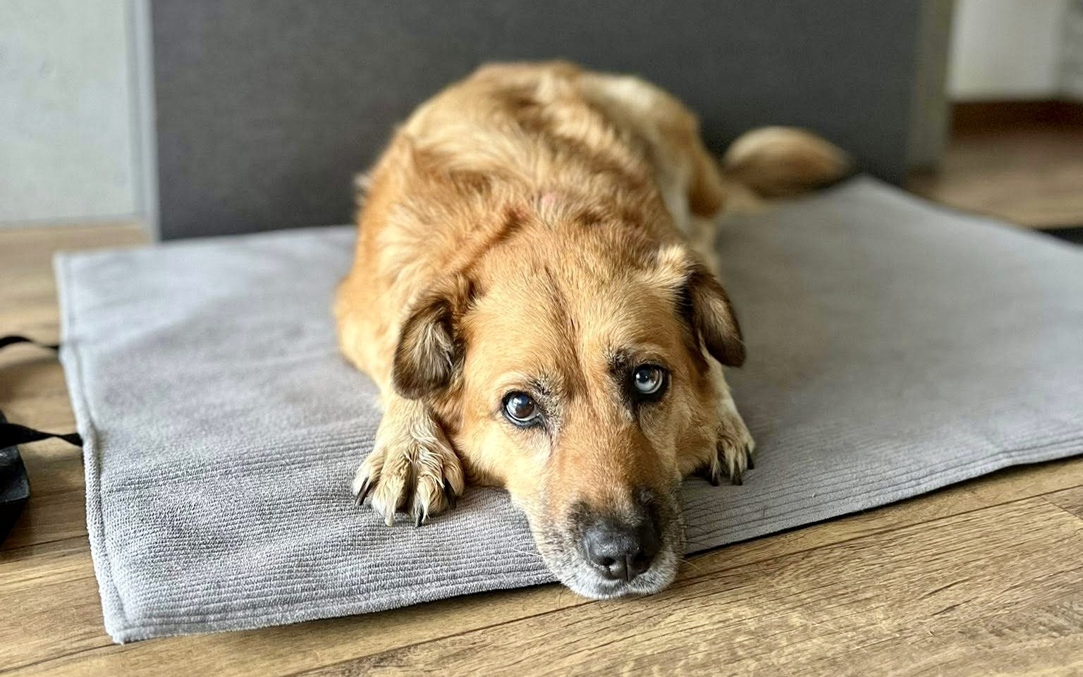 Szukają Lady. Ma różową obrożę i jest lękliwa