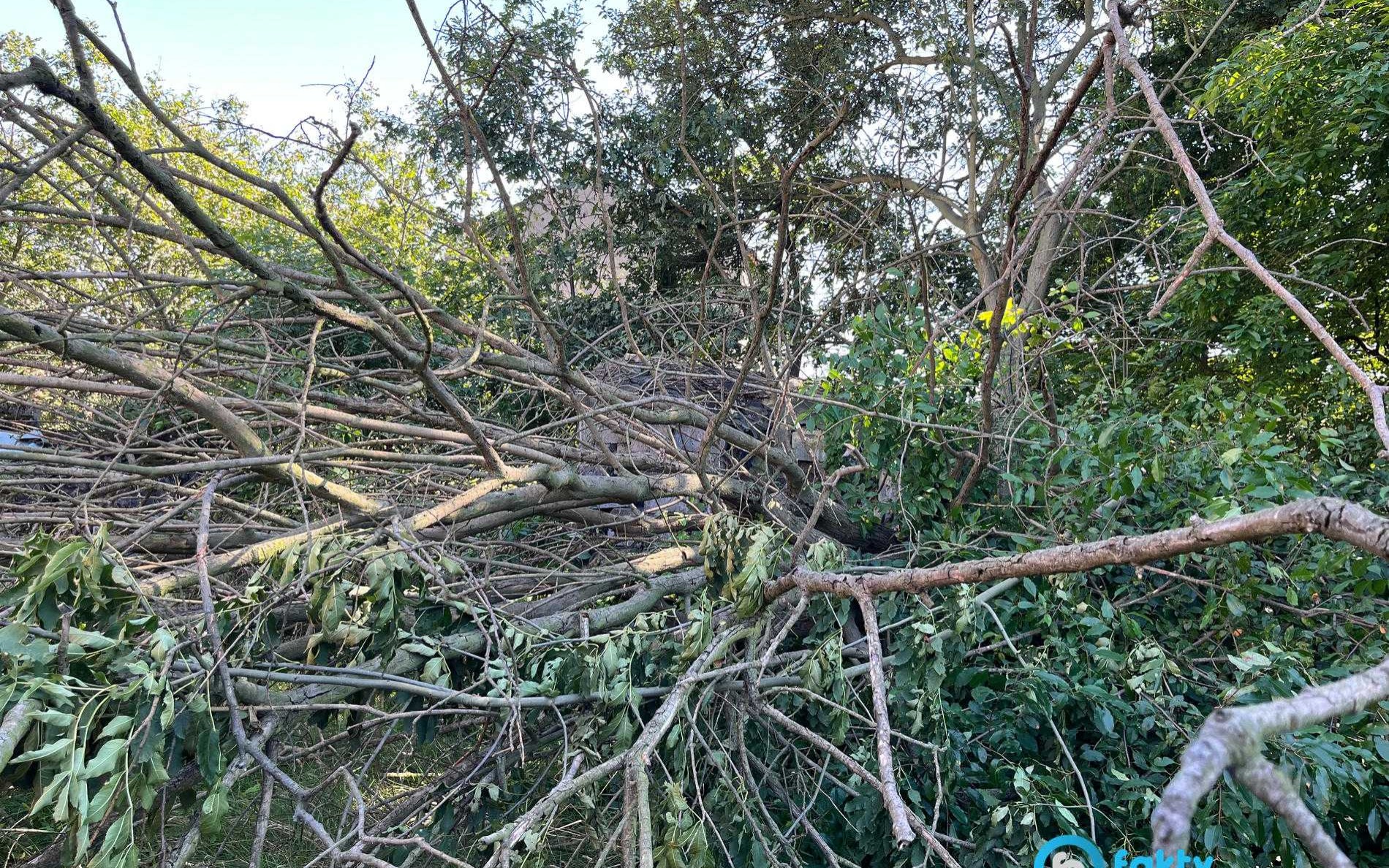 Drzewa niszczą posiadłość, a właściciele są bezradni – FOTO
