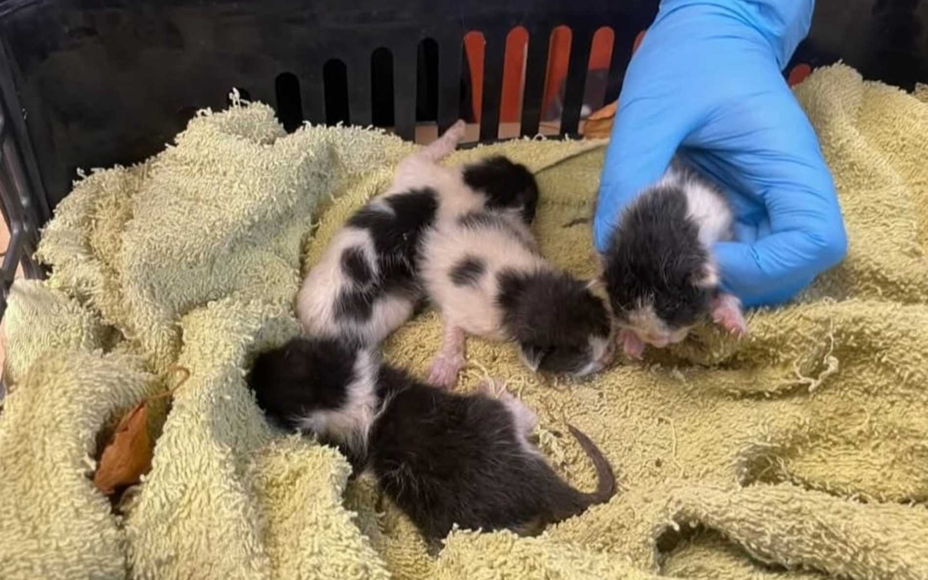 Zwyrodnialec wyrzucił kocięta do kosza. Uratowali je nastolatkowie