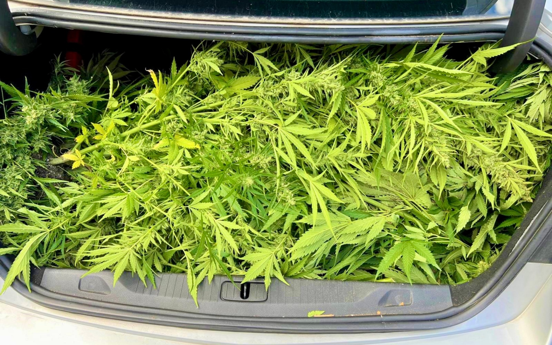 Kryminalni zlikwidowali oświęcimską plantację konopi