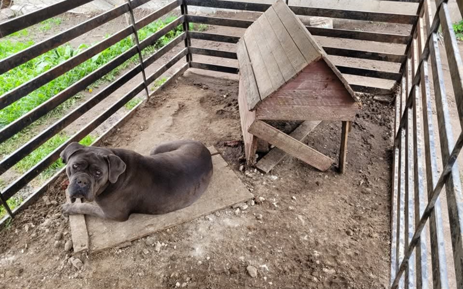Sejm przyjął ustawę „antyłańcuchową”. Znamy stanowisko animalsów