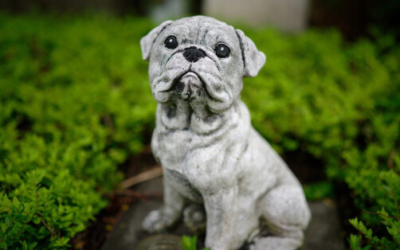 Mieszkanka Zaborza chce stworzyć cmentarz dla zwierząt