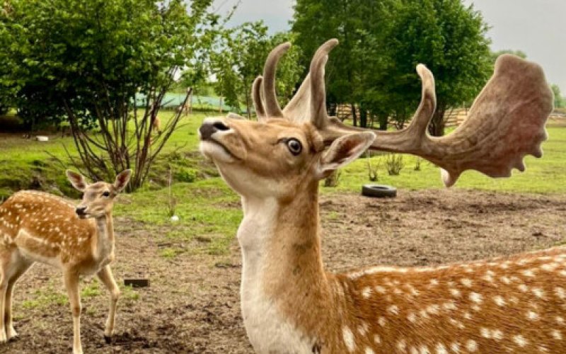 Święty Mikołaj, ognisko i żywa szopka na ranczu