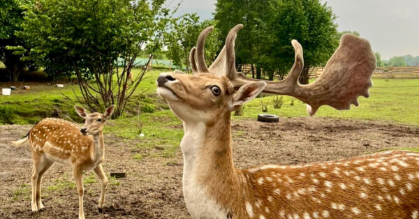 Święty Mikołaj, ognisko i żywa szopka na ranczu