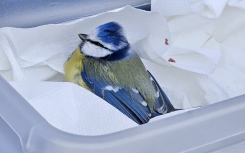 Sikorka modraszka z jezdni trafiła do ośrodka. Uratowała ją policjantka