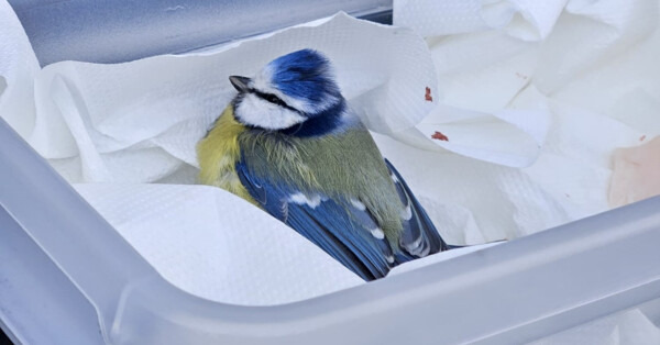 Sikorka modraszka z jezdni trafiła do ośrodka. Uratowała ją policjantka