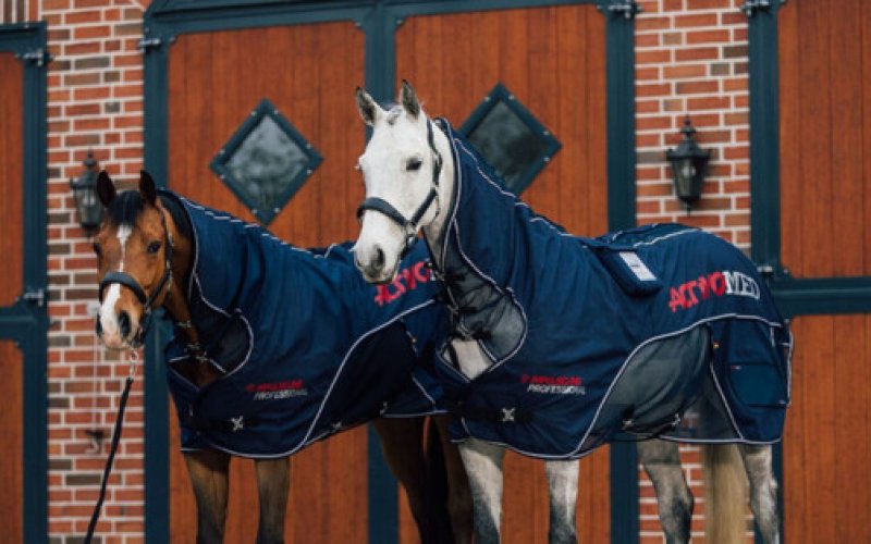 Końskie marzenie pod choinkę. Witeź, Eros i Wawrzyn z apelem