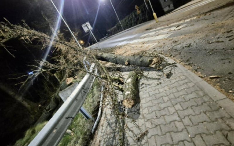 Powalone drzewo na drodze w Grojcu. Szybka reakcja kierowców - FOTO