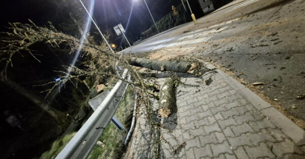 Powalone drzewo na drodze w Grojcu. Szybka reakcja kierowców - FOTO