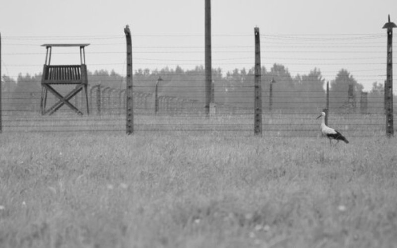Poranek przy Birkenau. Nowa wystawa Joanny Chrząszcz