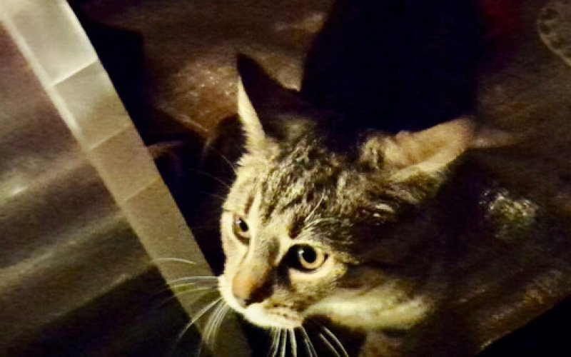 Nocny spacer, ranny kot i reakcja 25-latka