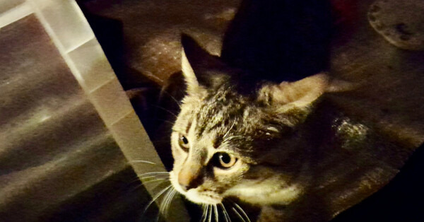 Nocny spacer, ranny kot i reakcja 25-latka