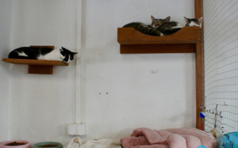 Zarzuty dotyczące funkcjonowania schroniska. Prezes odpowiada