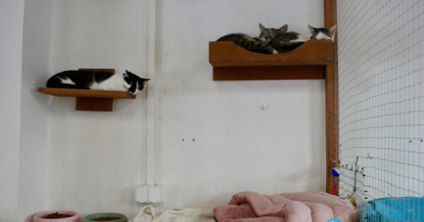 Zarzuty dotyczące funkcjonowania schroniska. Prezes odpowiada