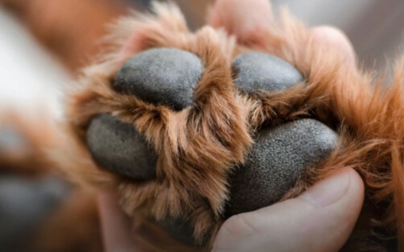 Usłyszał skomlenie. Ranny pies w rowie