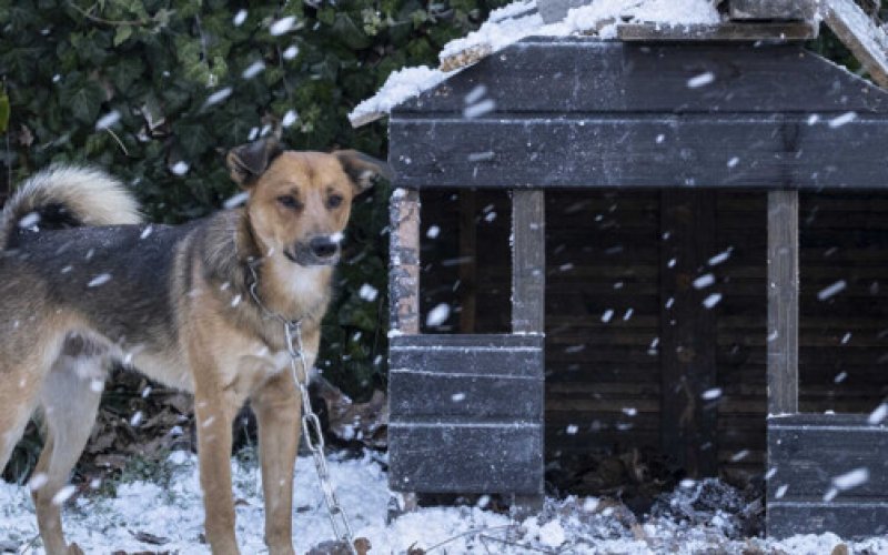 Zima nie wybacza, prawo też. Co musisz zapewnić zwierzęciu