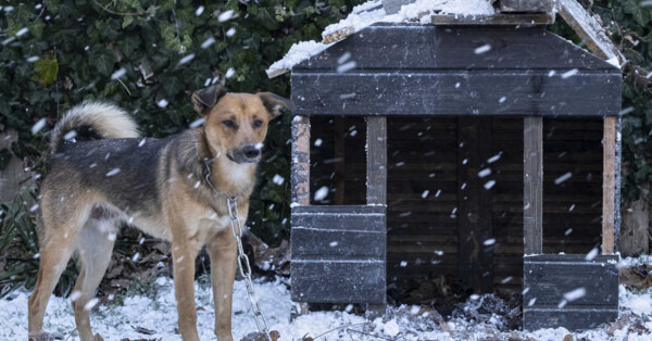 Zima nie wybacza, prawo też. Co musisz zapewnić zwierzęciu