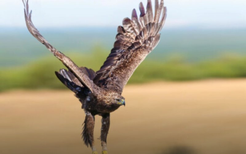 Małżeństwo z Kęt uratowało rannego jastrzębia