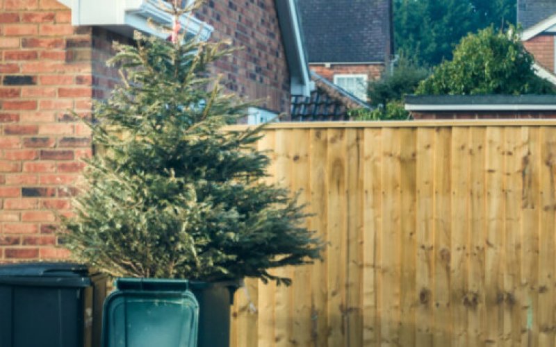 Zostaw drzewko pod domem, MZUK po nie przyjedzie