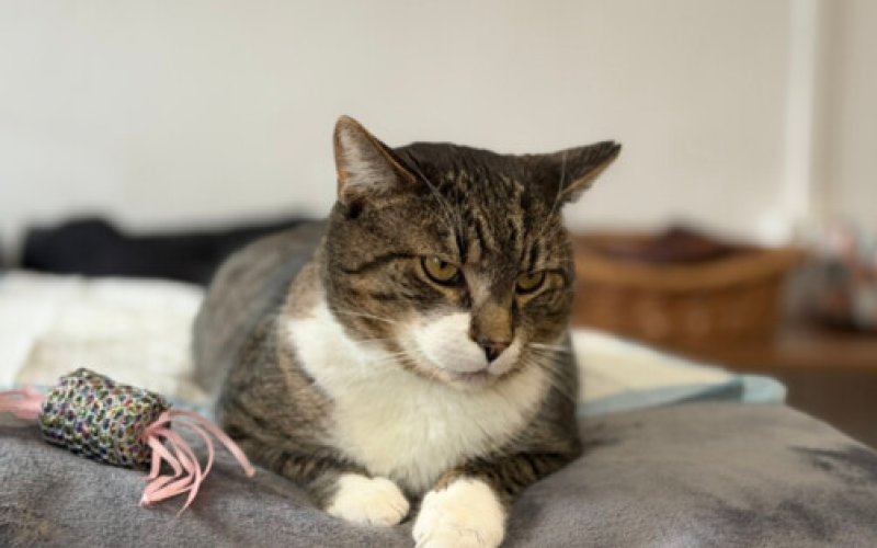 Zima w schronisku w Oświęcimiu. Zwierzęta śpią w cieple - FILM