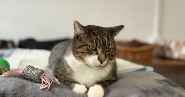 Zima w schronisku w Oświęcimiu. Zwierzęta śpią w cieple - FILM