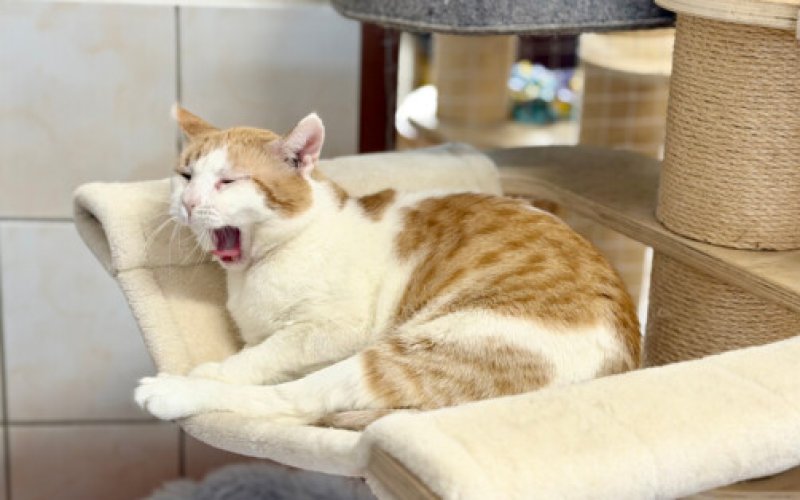 Fałszywe zbiórki na bezdomne zwierzęta