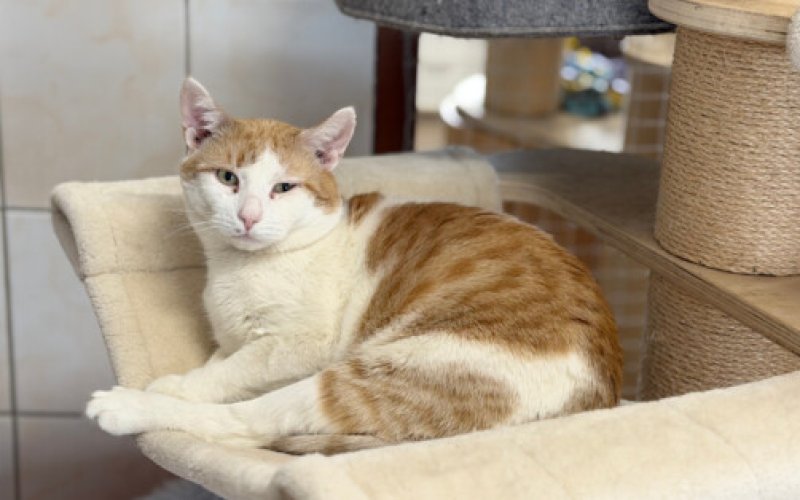 Jakie nieprawidłowości stwierdzili kontrolerzy w schronisku?