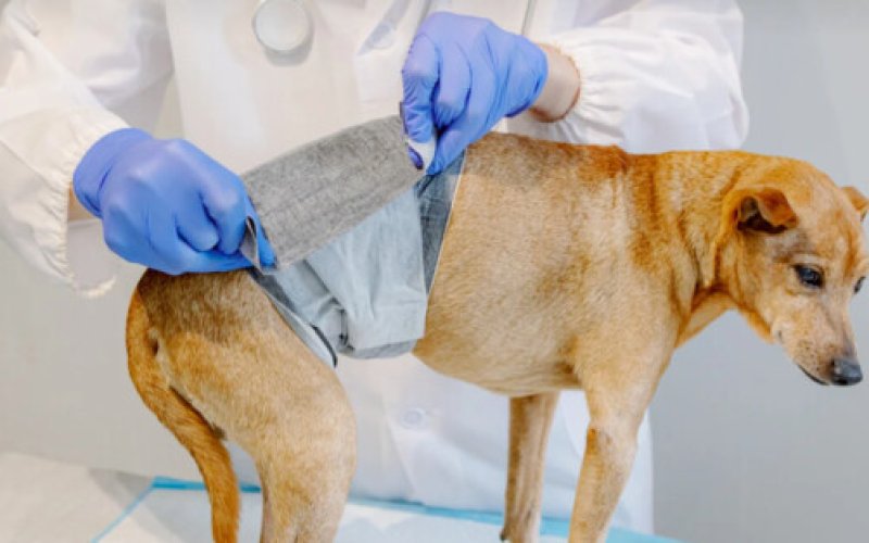 Kolejny rok walki z bezdomnością psów i kotów. Bezpłatna sterylizacja i kastracja