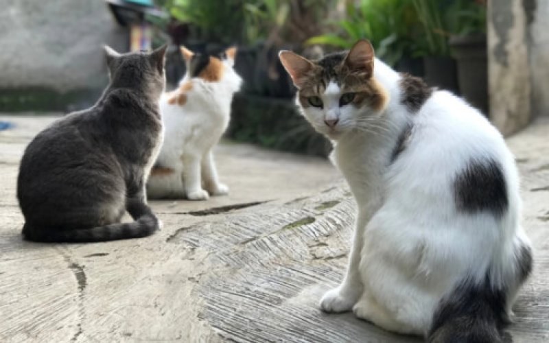 Nagranie o otruciu 20 kotów okazało się fake newsem