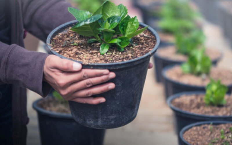 Oddaj elektrośmieci i odbierz sadzonkę
