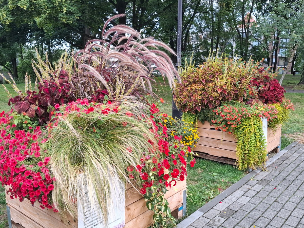 Kolorowe kompozycje ozdobiły centrum Oświęcimia - FOTO