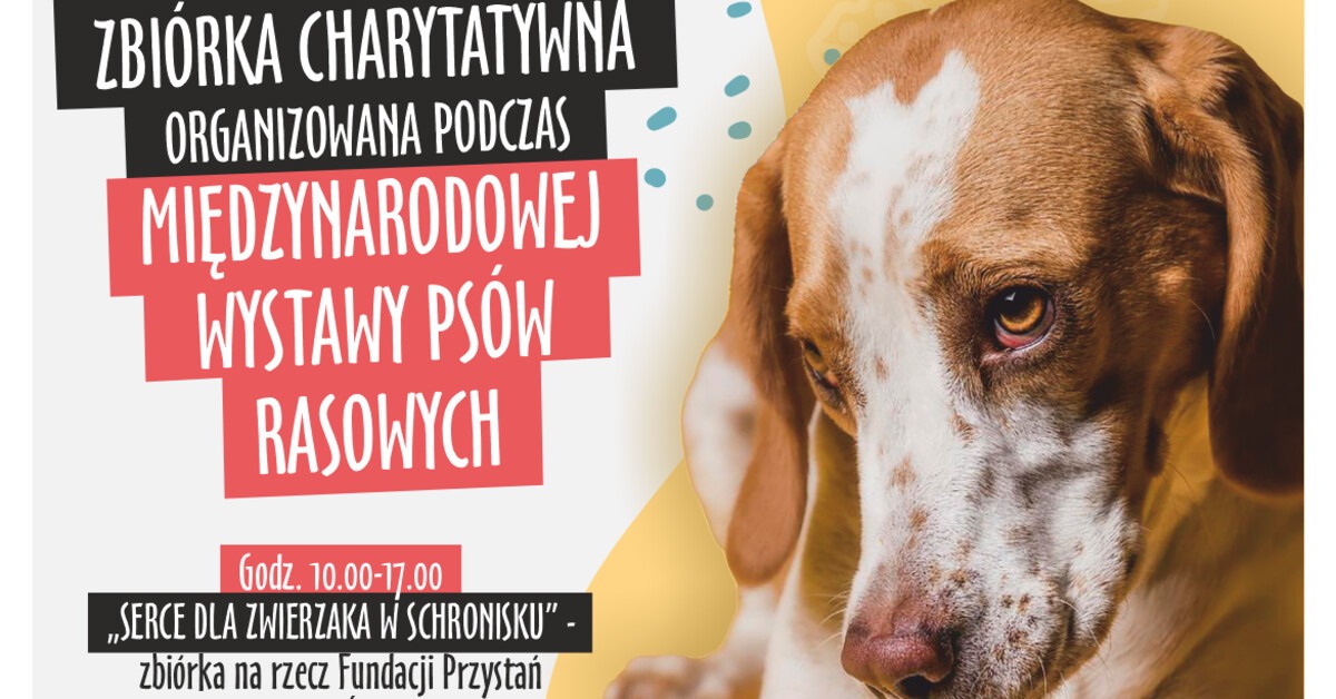 Karma, smycze i legowiska potrzebne dla zwierząt