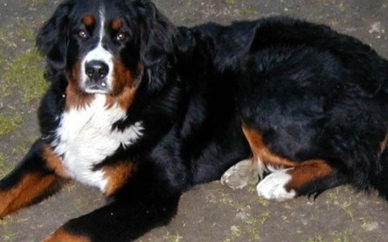 Nie ma już ulg w opłacie od posiadania psów