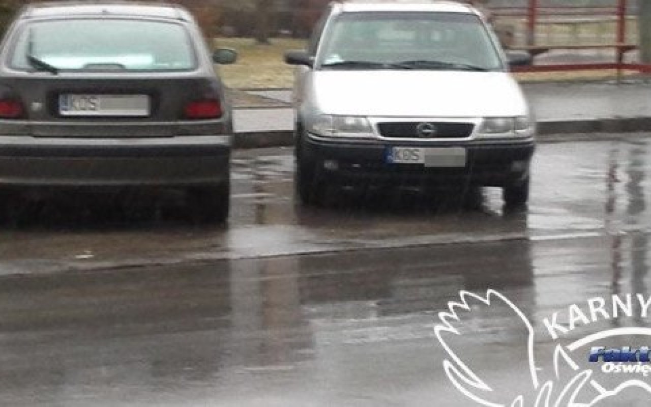 Karne Łosie w zatoce autobusowej