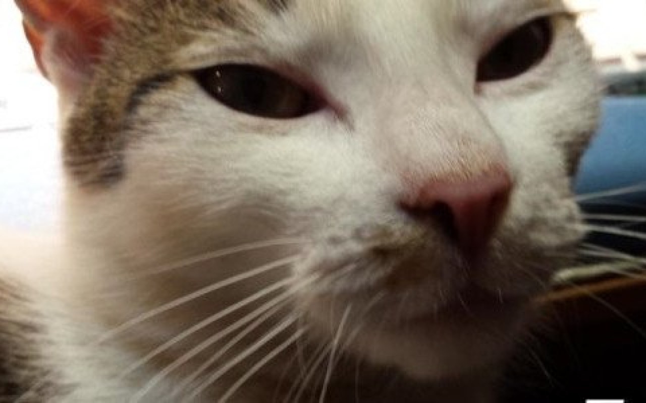 Dekada z Dniem Kota – czekamy na kocie zdjęcia