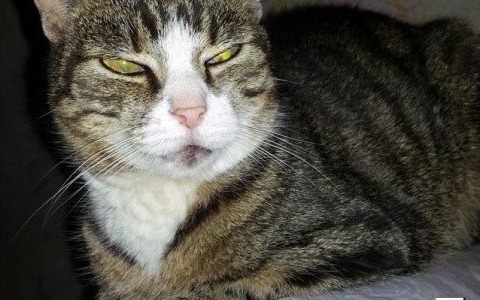 Światowy Dzień Kota – zobaczcie swoje pupile – FOTO