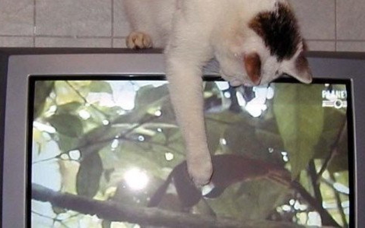 Kociej galerii ciąg dalszy – FOTO