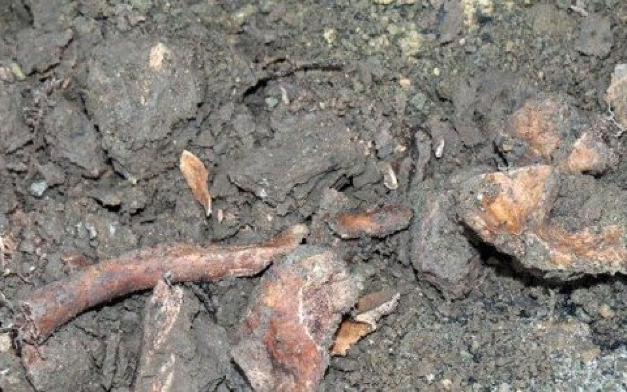 Odkopali ludzkie kości