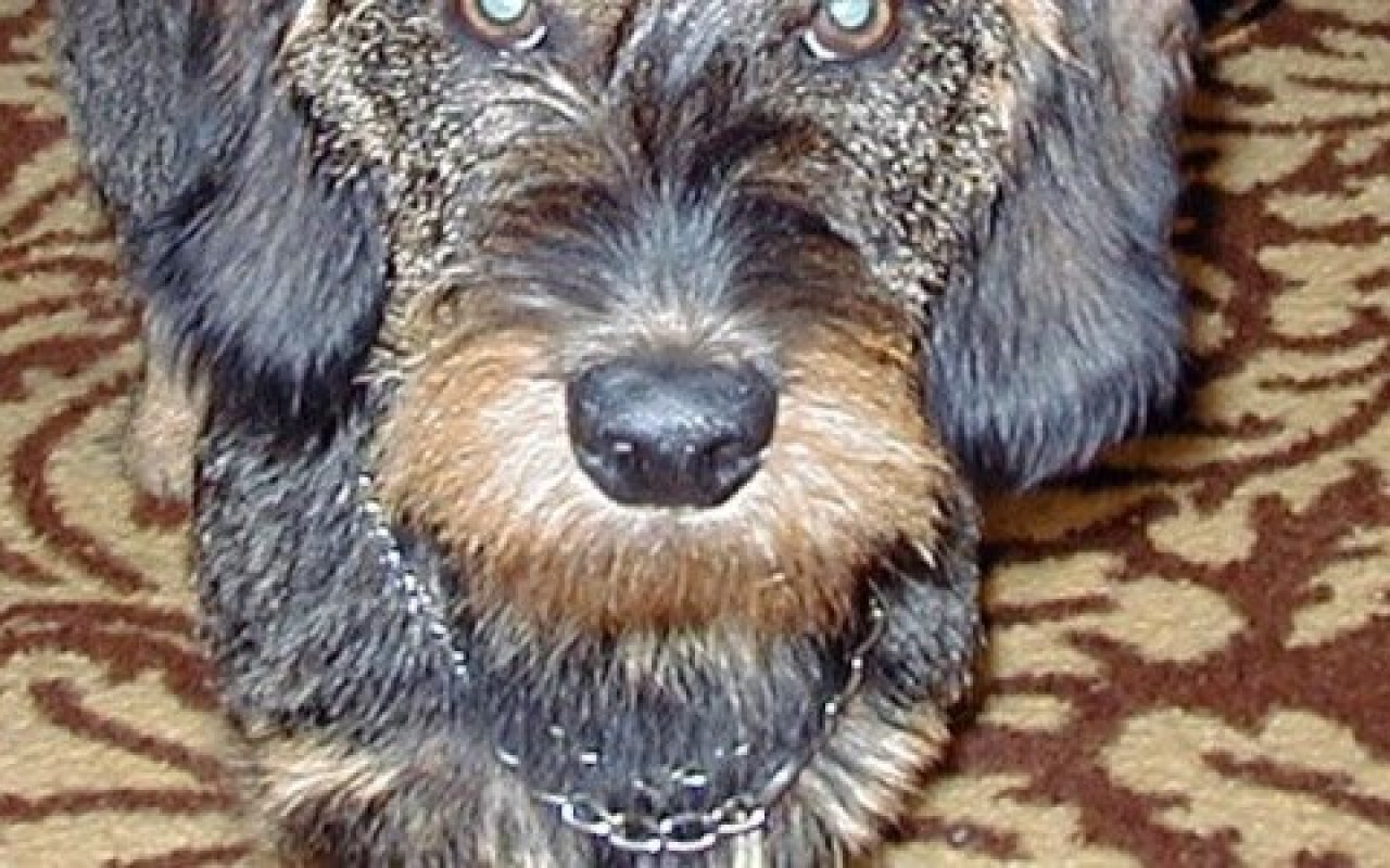 Podatek za psa jednak tylko 30 złotych