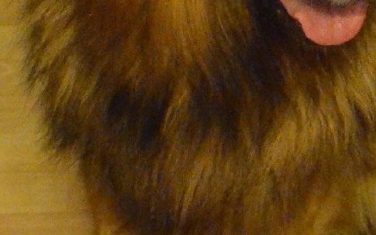 Szukamy dwóch zaginionych owczarków niemieckich