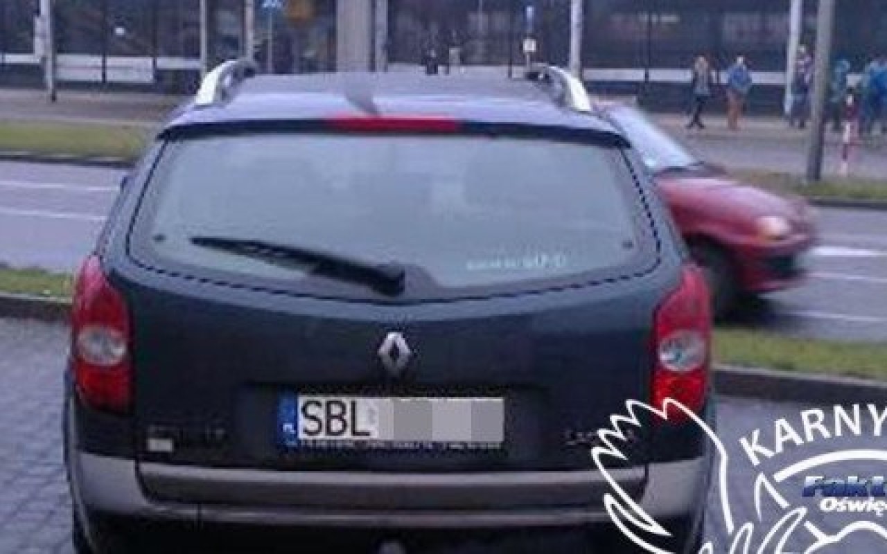 Karne Łosie na dobranoc – FOTO