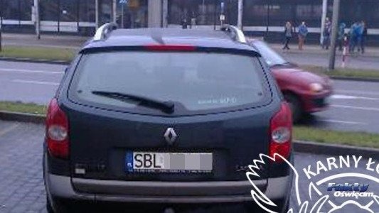 Karne Łosie na dobranoc – FOTO