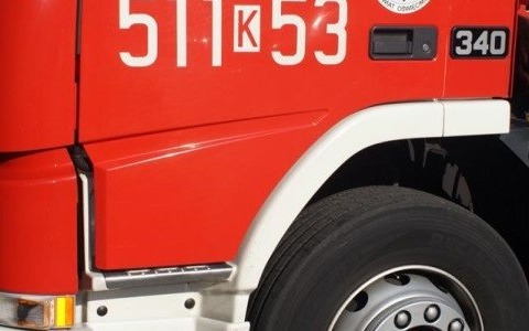 Sarna uwięziona na cmentarzu