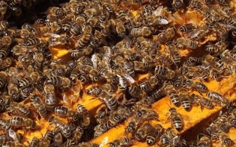 Pół wieku z pszczołami