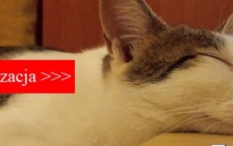 Powiat (na razie) bez maskotki – AKTUALIZACJA