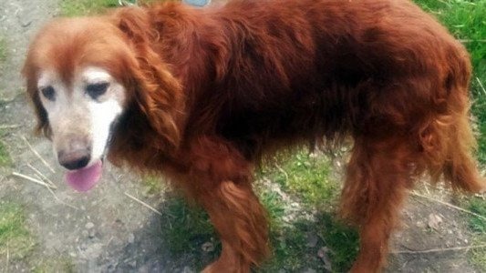 Bydlak zakopał psa żywcem – FOTO