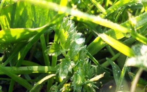 W niedzielę będzie deszczowo