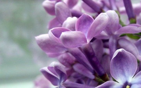 Wasze zdjęcia bzu- FOTO