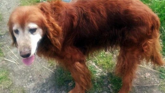 Są zarzuty za znęcanie się nad Fartem