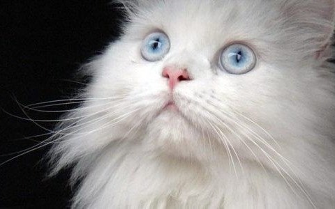 Zagłodzili kota na śmierć